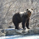 Die 63 Bären leben im Bärenaltersheim auf 70 Hektar Land. (Foto: Katrin Langhans)