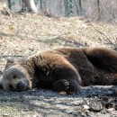 In „Libearty“ entscheiden die Bären selbst, ob sie sich in eine Höhle verkriechen oder in der Sonne faulenzen. (Foto: Katrin Langhans)