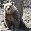 Die Bären können im Reservat bis zu 40 Jahre alt werden. In der Wildnis leben sie nur etwa 25 Jahre. (Foto: Katrin Langhans)