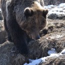 Die Tierschützerin Cristina Lapis will zwanzig Bären befreien, die illegal in Gefangenschaft leben. Sie sollen im Asyl alt werden dürfen. (Foto: Katrin Langhans)