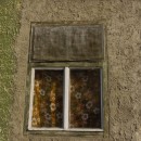 blicken sie auch den Betrachter an. (Foto: Undine Zimmer) blicken sie auch den Betrachter an. (Foto: Undine Zimmer)