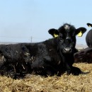 Weich gebettet: Die Angusrinder sind auf der Karpatenmeat-Farm nicht angekettet und sind meist im Freilauf.
