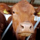 Naseweis, aber scheu: Die Angusrinder haben ein schreckhaftes Gemüt. Das kommt Jung gerade recht: Weil seine Tiere nicht sehr zutraulich sind, könnten sie nicht so leicht von der Weide gestohlen werden. 