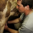 Der junge Rumäne Alin sitzt im schummrigen Licht des Stalls und melkt Roths Kühe. Morgens und abends kümmert er sich um die Tiere. Er verdient 150 Euro im Monat.