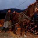 Alin spannt den Pferdewagen an. Der Gaul trabt zweimal täglich zur Milchsammelstelle. 