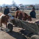 Der Zaun trennt die Landwirte, die die EU-Auflagen erfüllen, vom Rest. Veterinäre kontrollieren am Eingang des Marktes. (Foto: Uli Reinhardt)