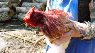 So sieht ein Verlierer aus, aber heute muss er noch nicht in die Suppe (Foto: Undine Zimmer) 