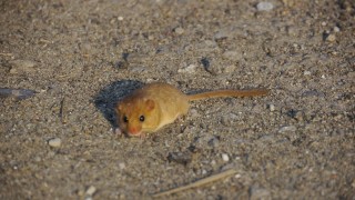 Eine Feldmaus rettet sich vor dem Feuer auf die Straße (Foto: Nancy Waldmann)